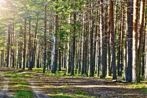 Camino soleado de verano en el bosque de pinos