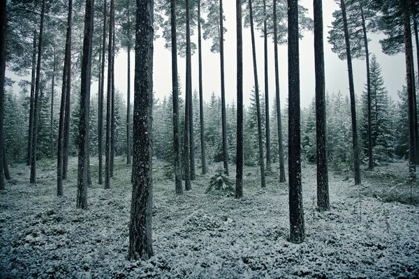 Winterwald mit Schnee bedeckt