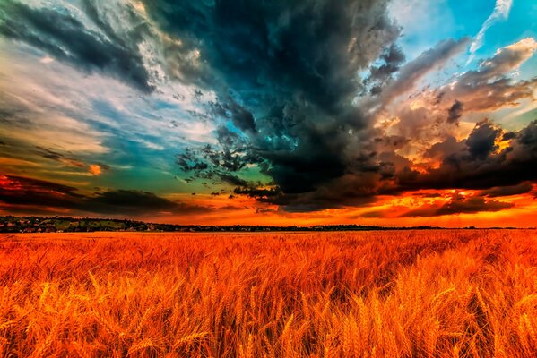 A wheat field and an unusual sky