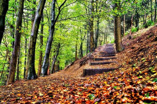 Ein Spaziergang durch den Herbstpark unter Bäumen