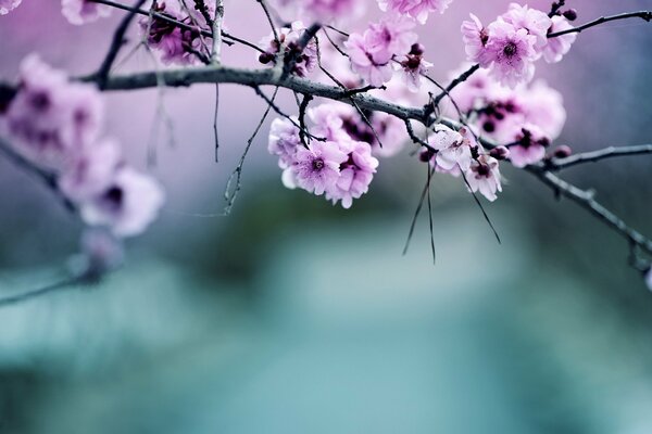 Branche de pommier floraison rose tendre sur fond flou