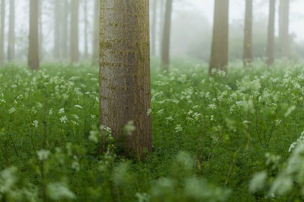 Ein Baum steht im Gras