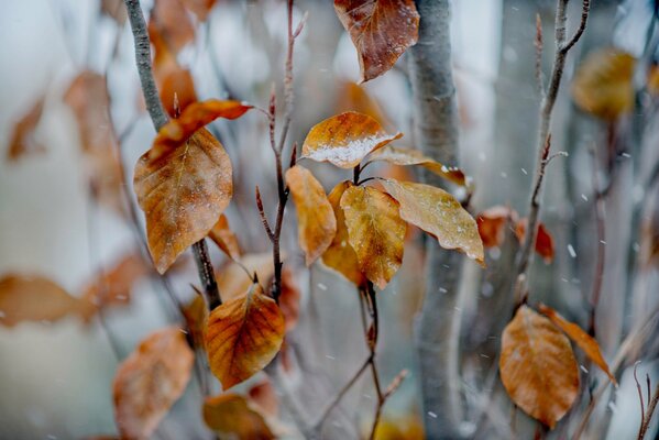 Gelbe Herbstblätter im Schnee