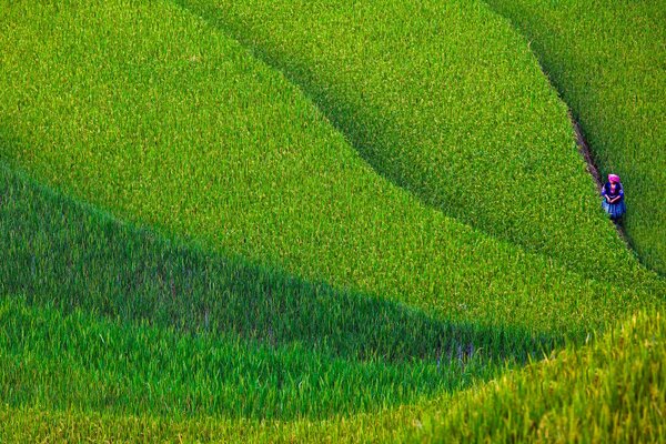 Eine Frau auf einem Feld in Vietnam