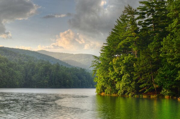 Matin dans la forêt près du lac