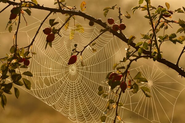 Una tela de araña inusualmente hermosa en un rosa mosqueta