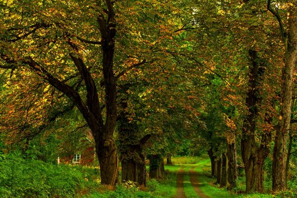 Forest path in the shade of spreading trees