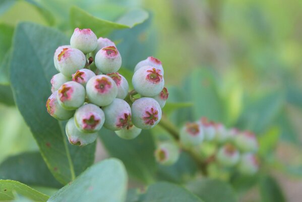 Makroaufnahme von grünen Heidelbeeren