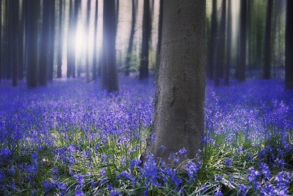 Campanas azules de primavera en el bosque por la mañana