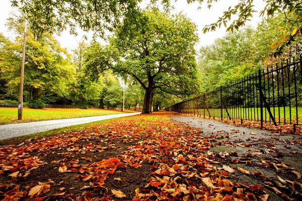 Ein Spaziergang durch den Herbstpark, bunte Bäume und umhergefallene Blätter