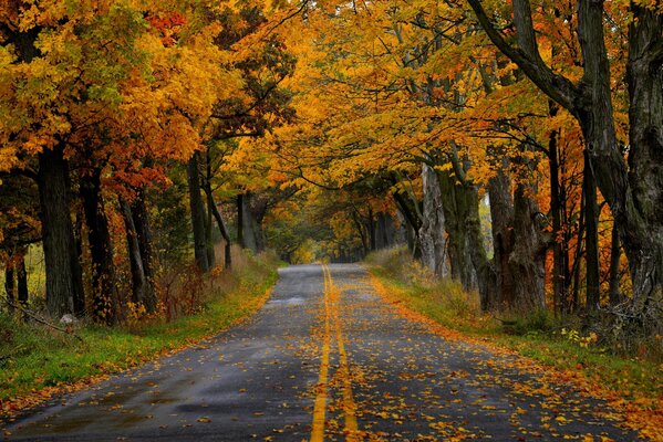 Autumn walk in the park