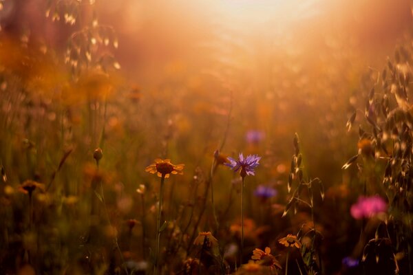 Wildblumen in der Sonne