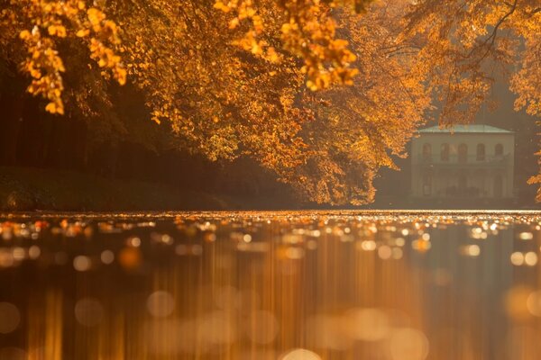 Yellow leaves on the water surface