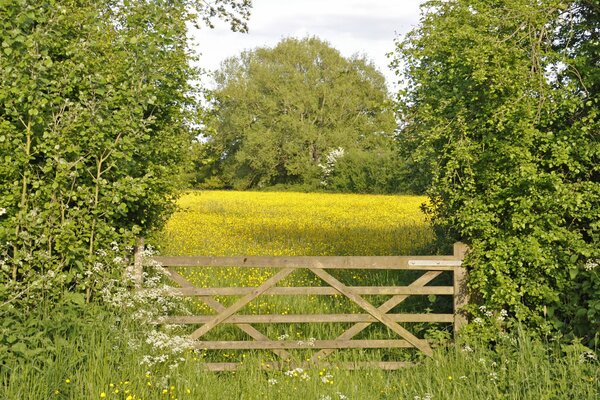 There are wooden gates in the meadow between the trees