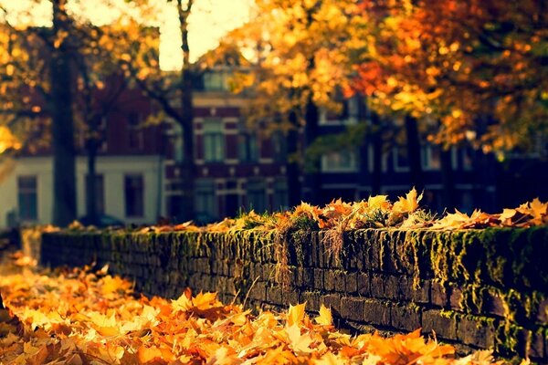 Der Herbst fiel auf die Straßen der Stadt und färbte das Blatt in gelben und orangefarbenen Tönen