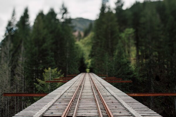 Puente de ferrocarril suspendido que va al bosque