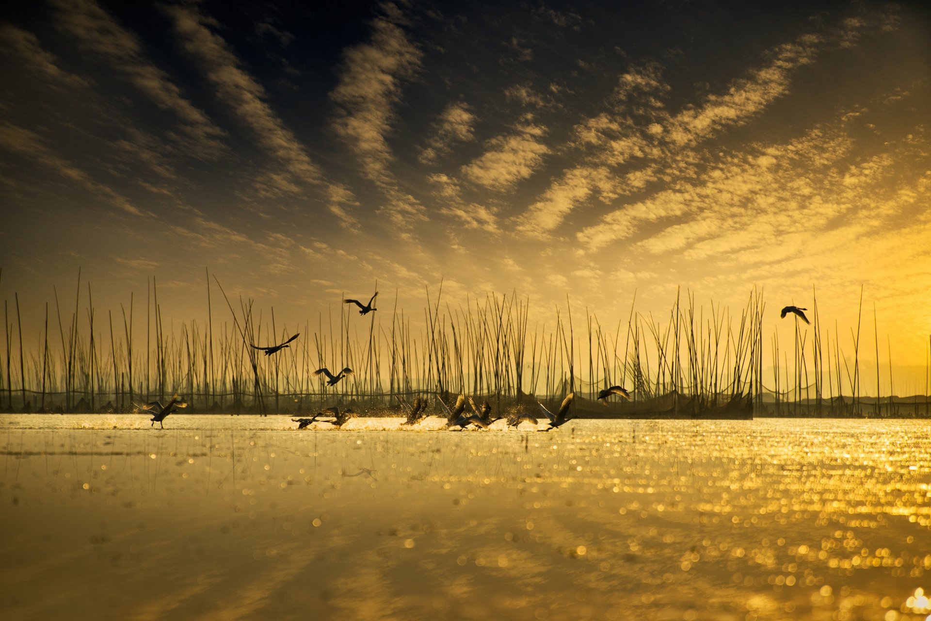 oiseaux eau ciel réflexion