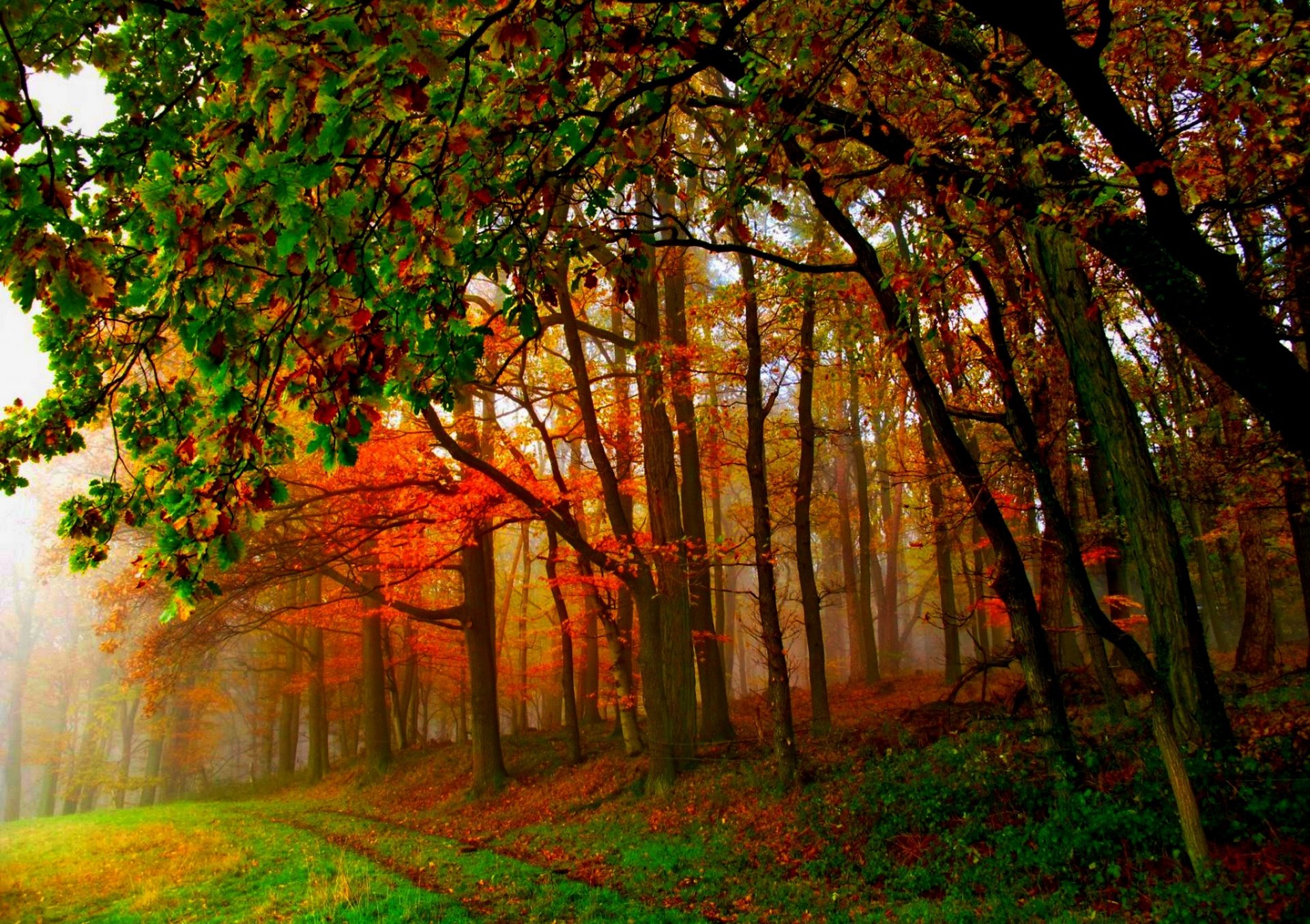 nature forest park trees leaves colorful road autumn fall colors walk