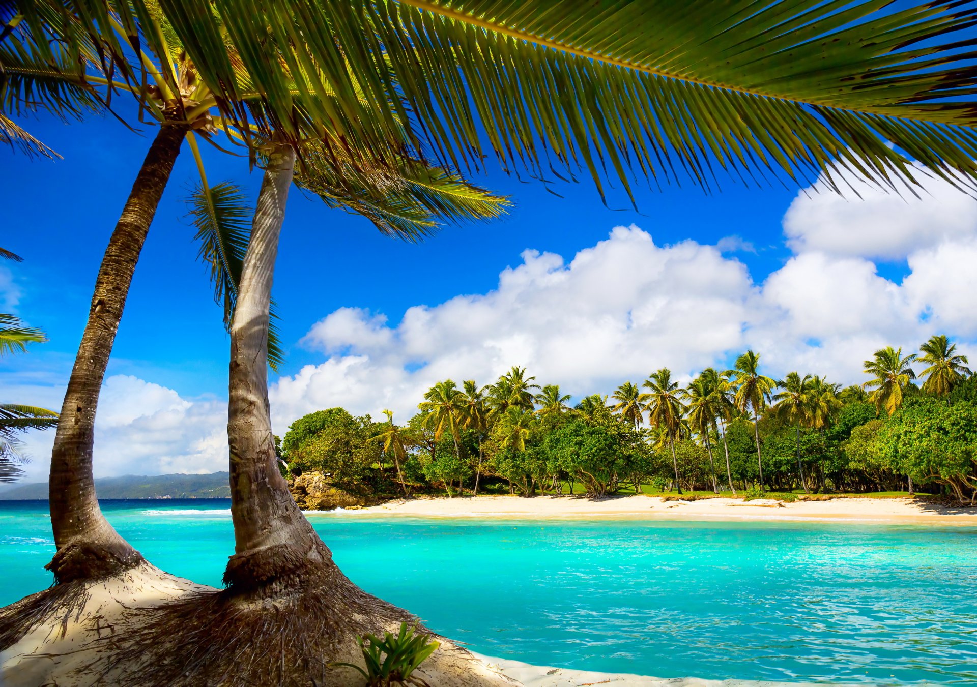 tropical paradise beach palm trees sea ocean summer vacation tropic