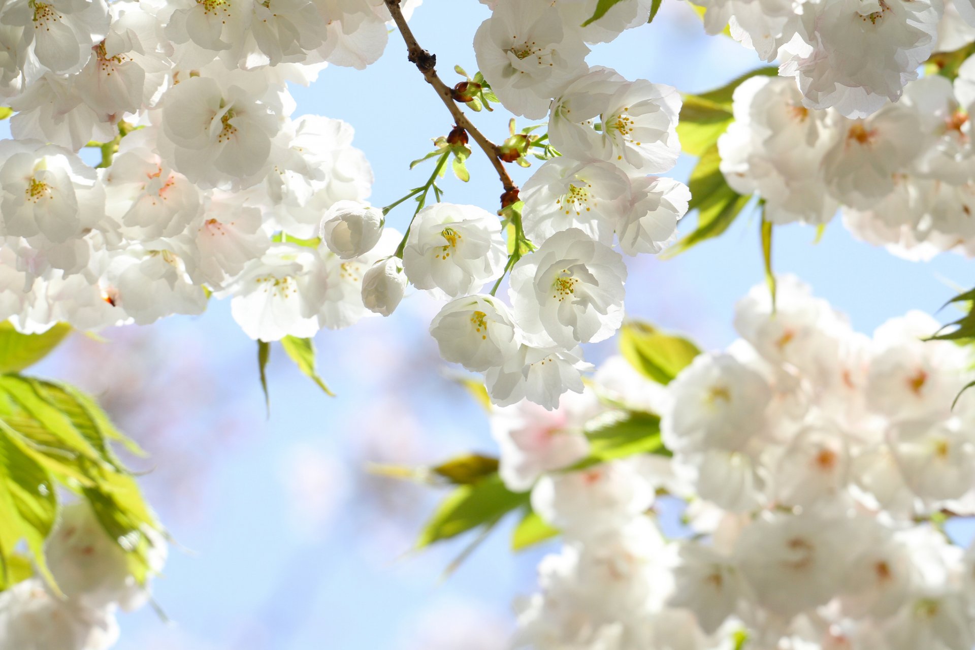 primavera flores pétalos sakura ramas hojas floración