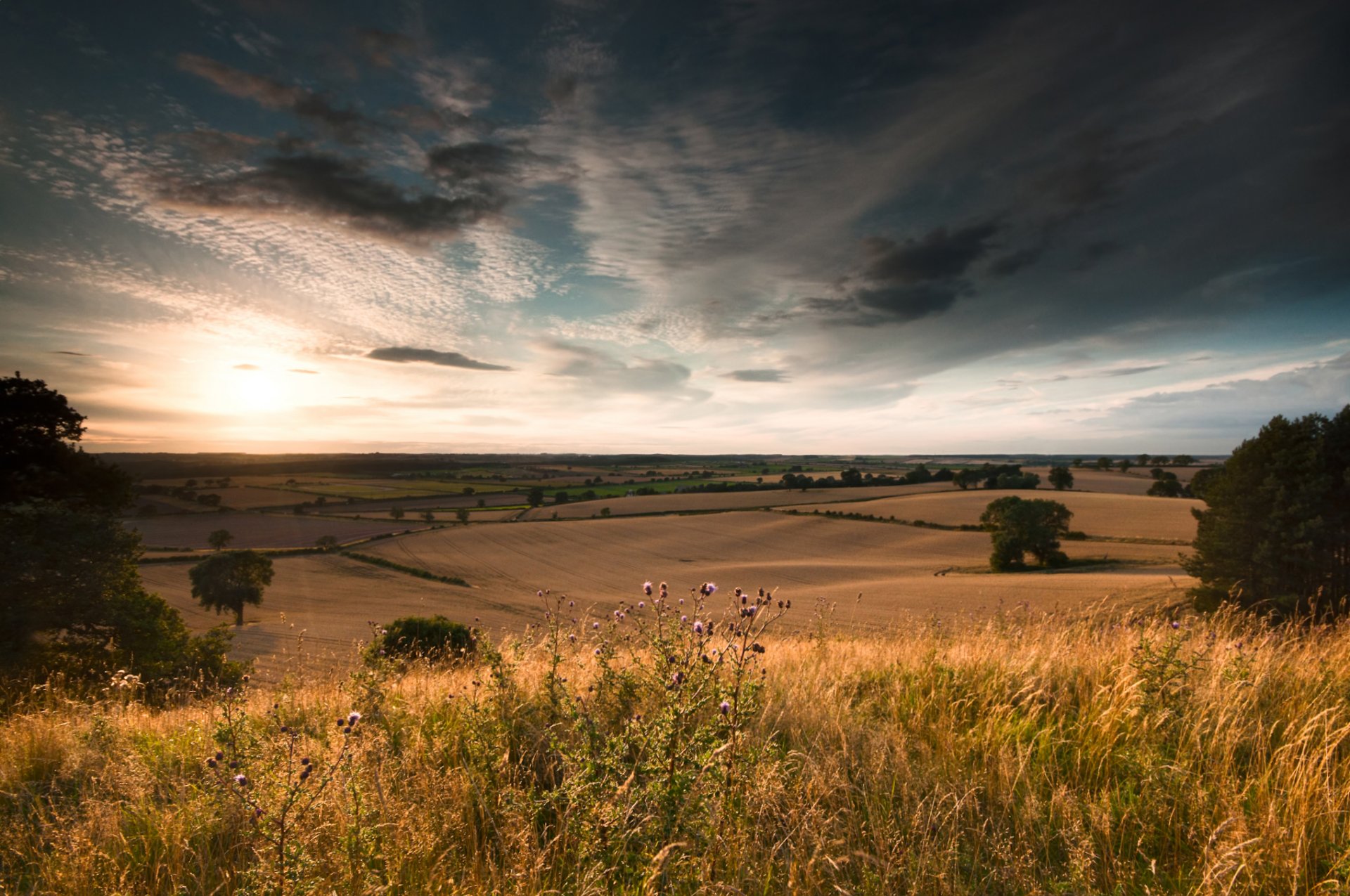 nature champ arbres ciel nuages