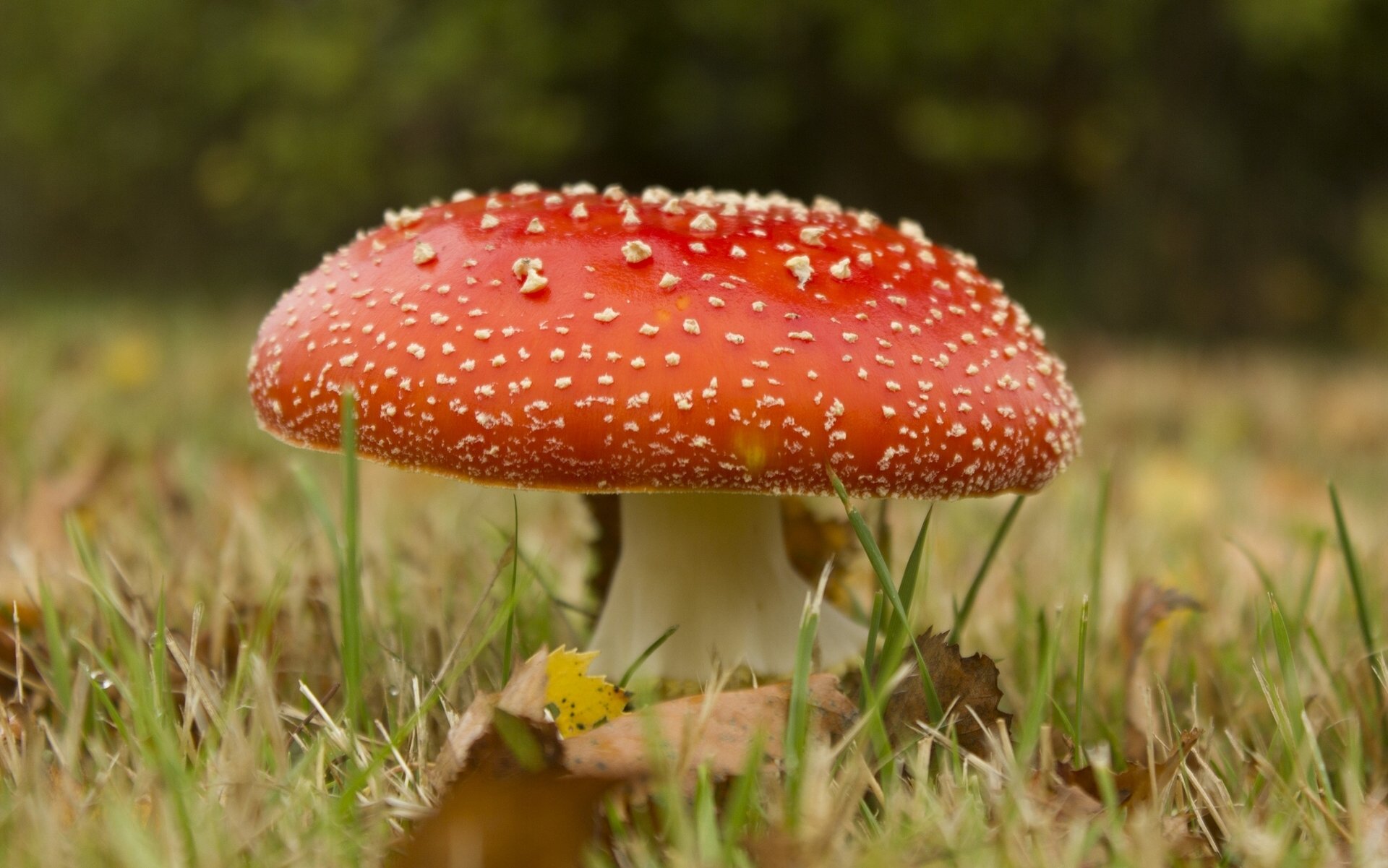 pilz amanita makro gras