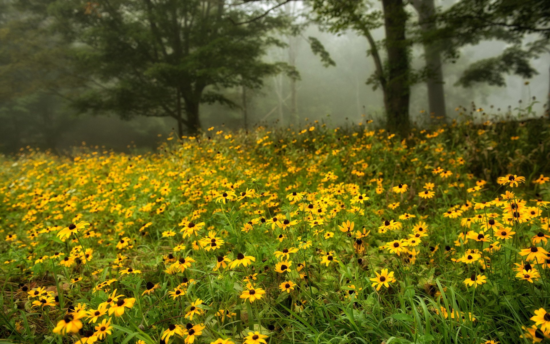 blumen sommer natur