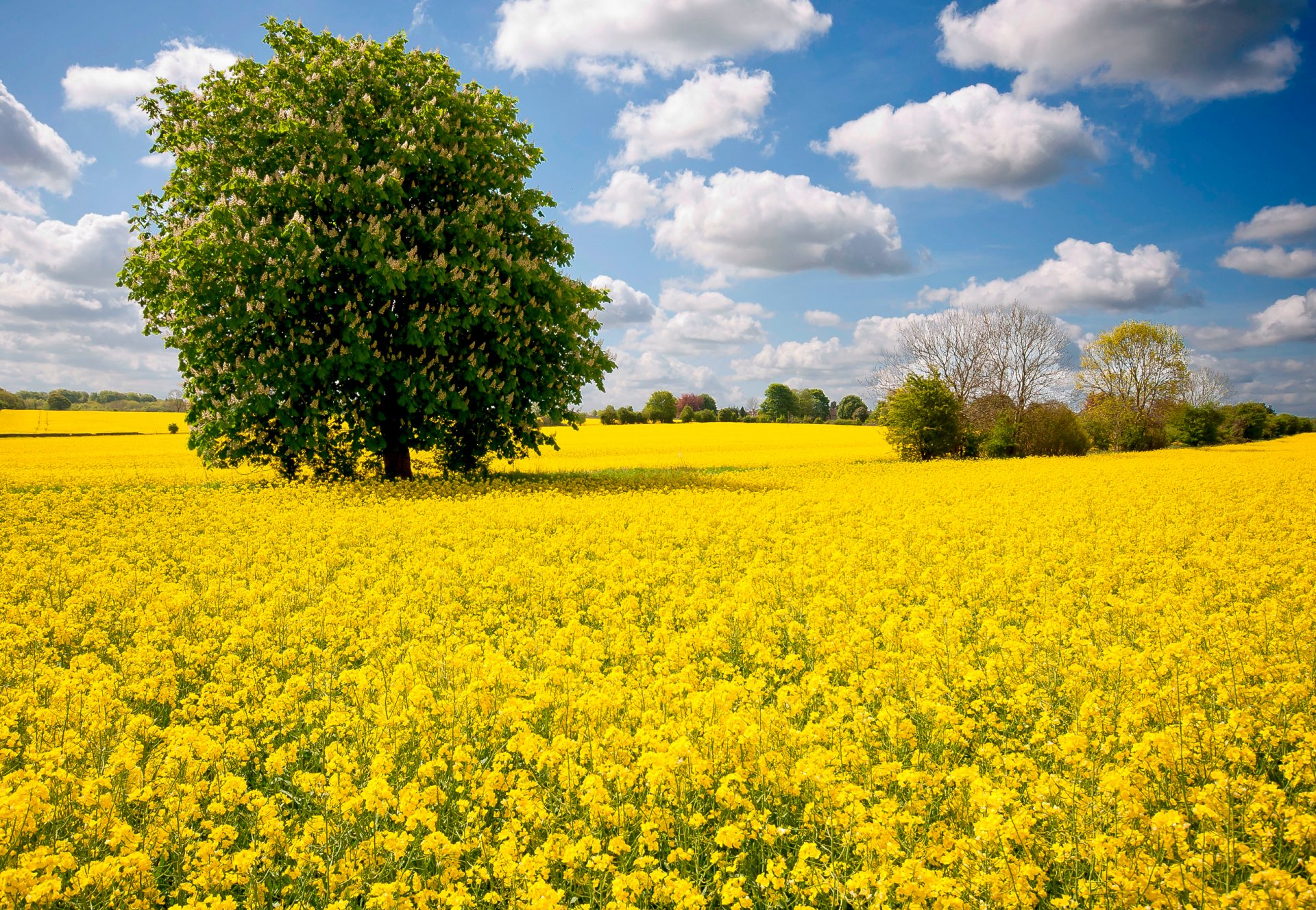 cielo nuvole campo prato fiori albero castagno