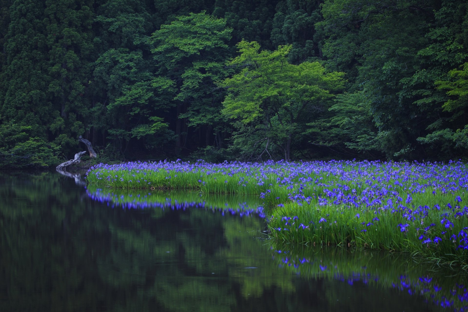 natur baum bäume grün park wasser reflexion gras blumen grün