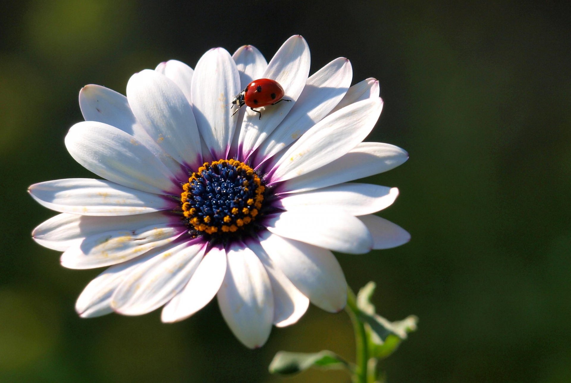 fiore petali coccinella