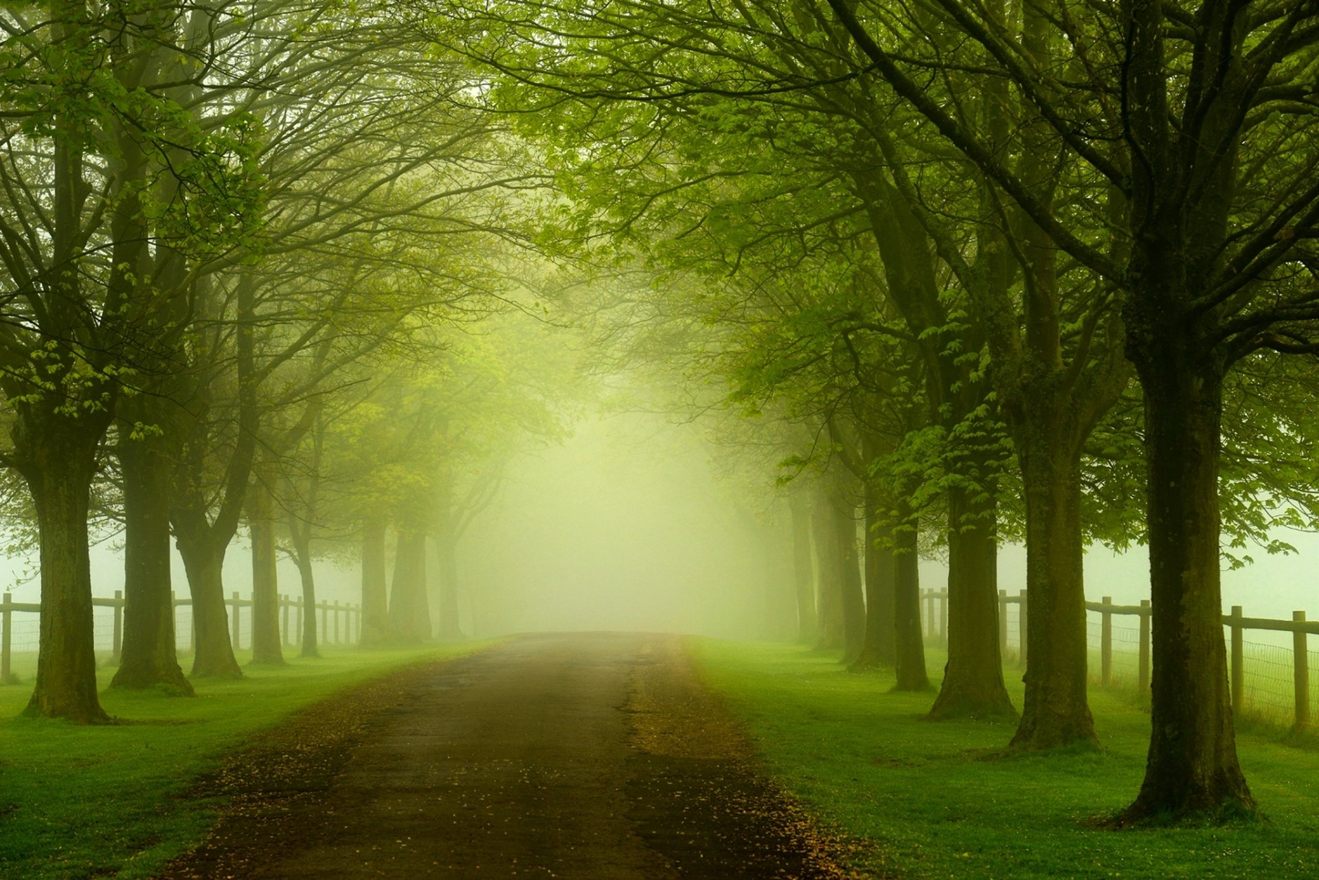 natur wald bäume blätter bunt straße zu fuß