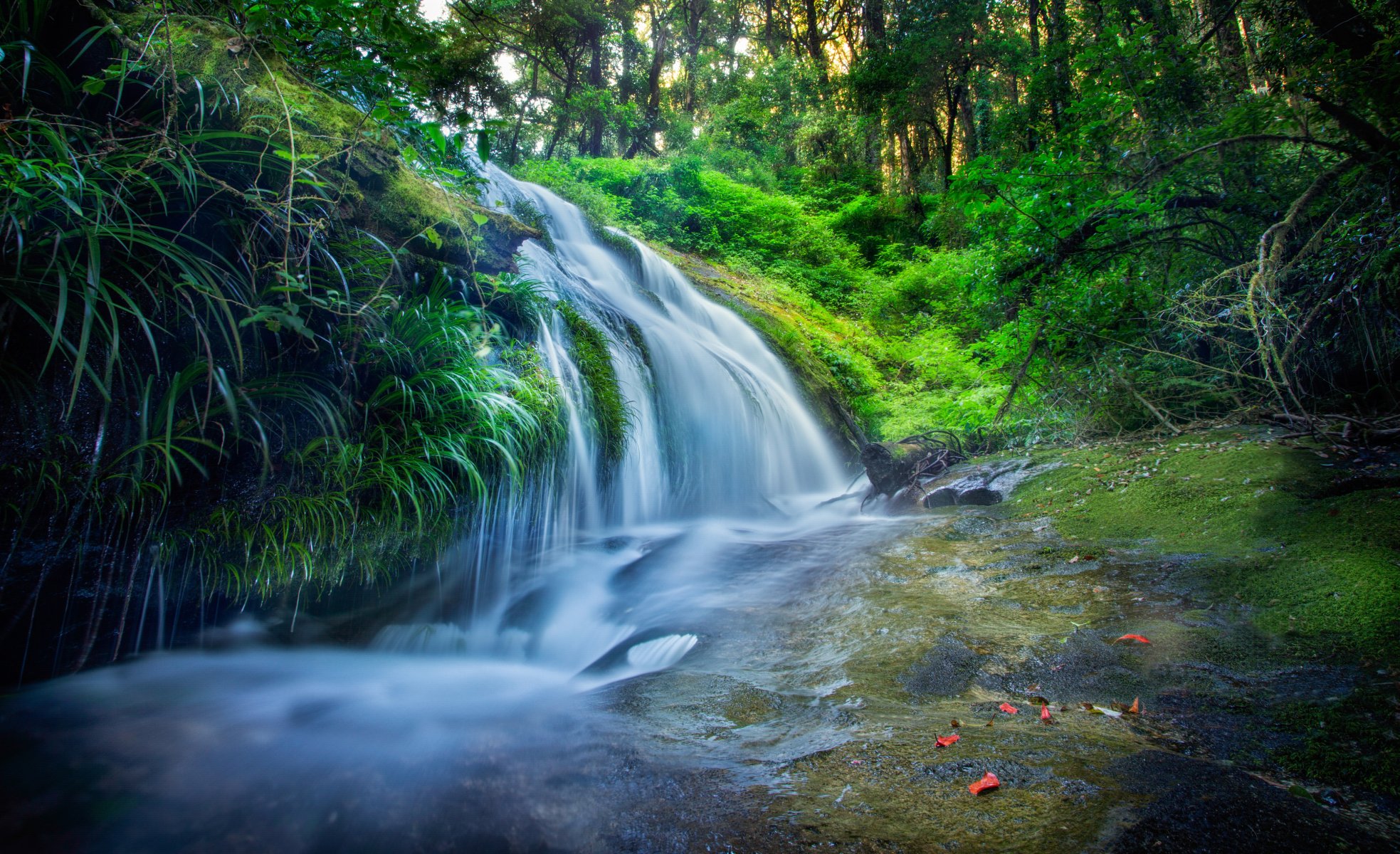 thaïlande forêt feuilles rivière cascade cascade ruisseau arbres pierres traitement