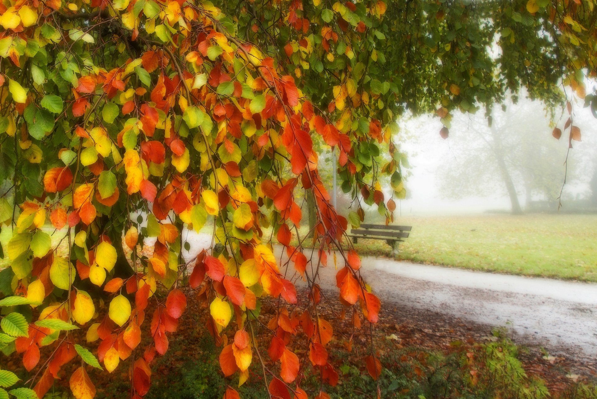 feuilles arbres forêt parc herbe route couleurs automne marche hdr nature banc banc