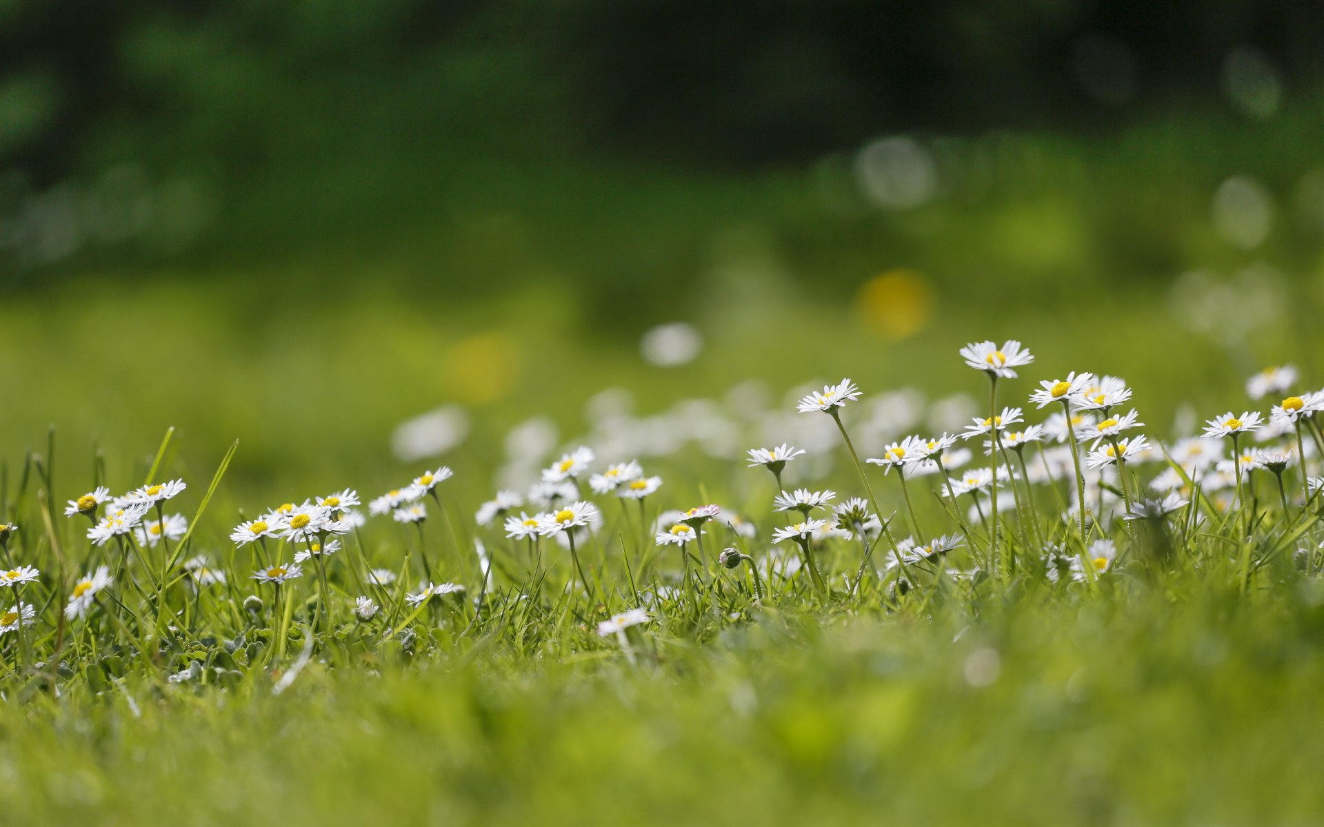 the field chamomile summer nature