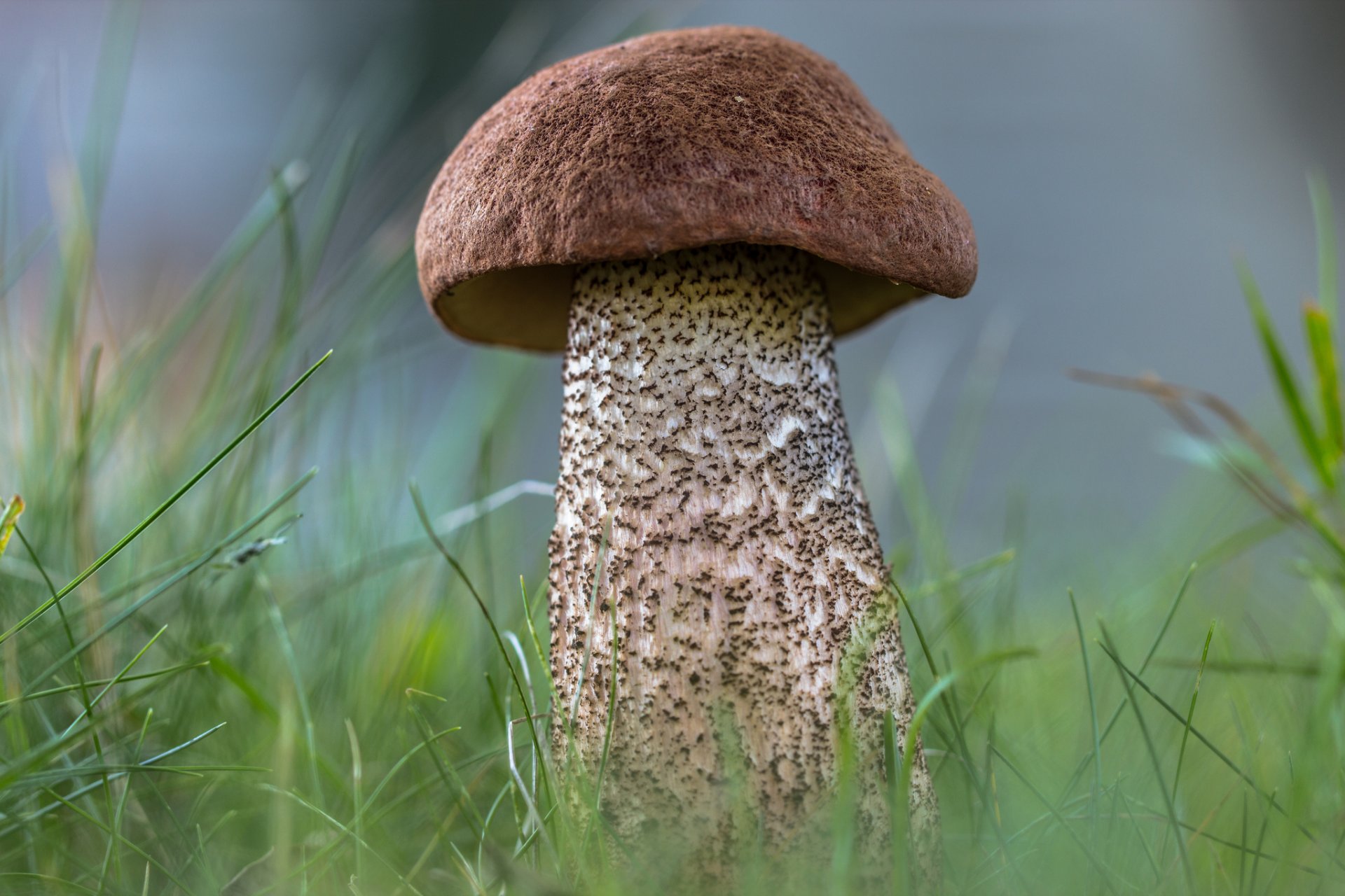 porcino fungo foresta erba natura