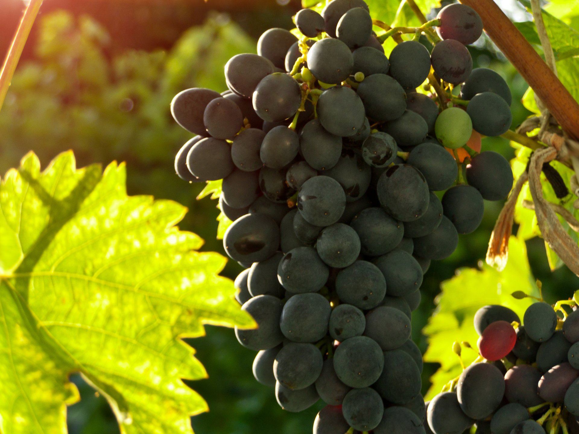 raisin grappe grappes été frais pile