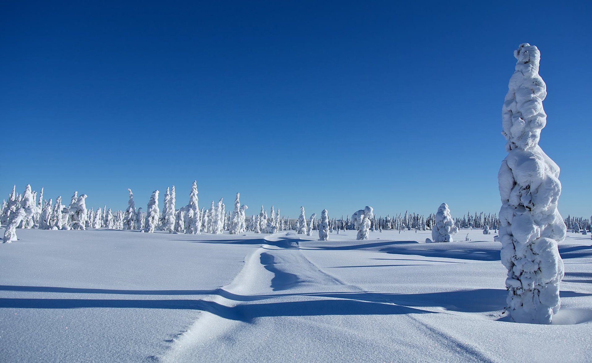 inverno cumuli di neve neve alberi