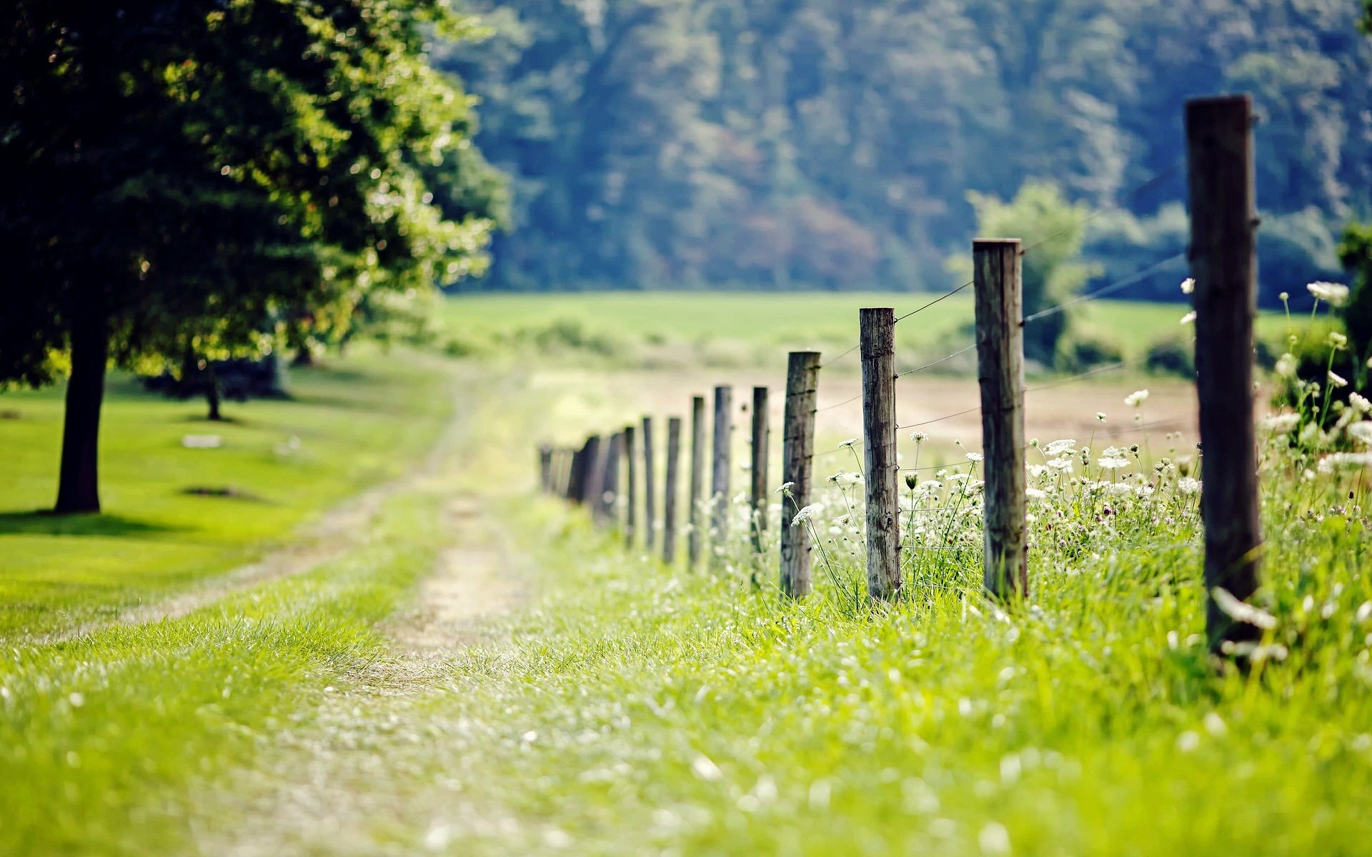 natura recinzione recinzione recinzione prato erba verde albero alberi fogliame foglie fiori fiori giorno sentiero sfocatura sfondo carta da parati widescreen schermo intero widescreen