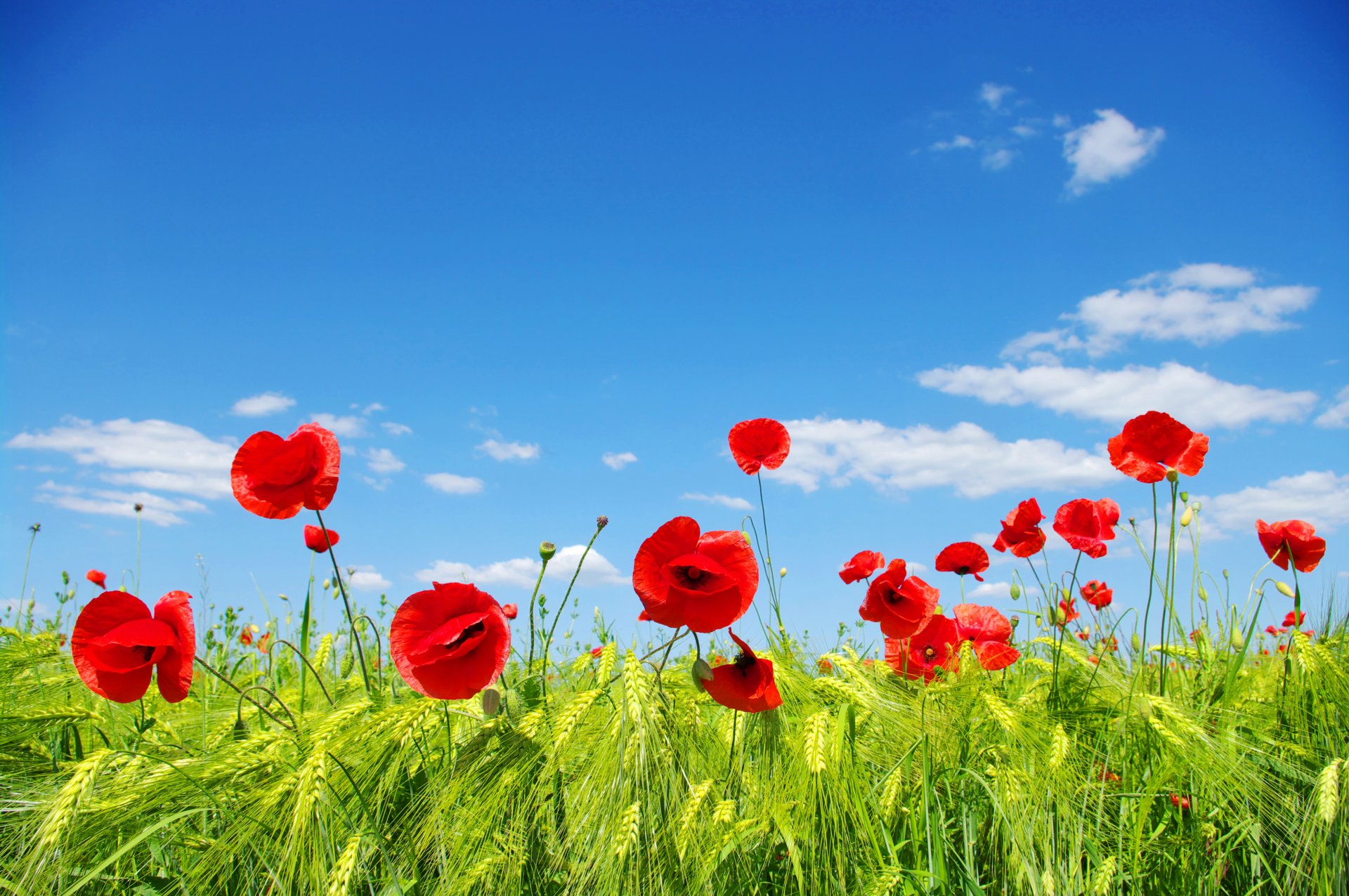 ciel nuages champ prairie coquelicots épis fleurs pétales