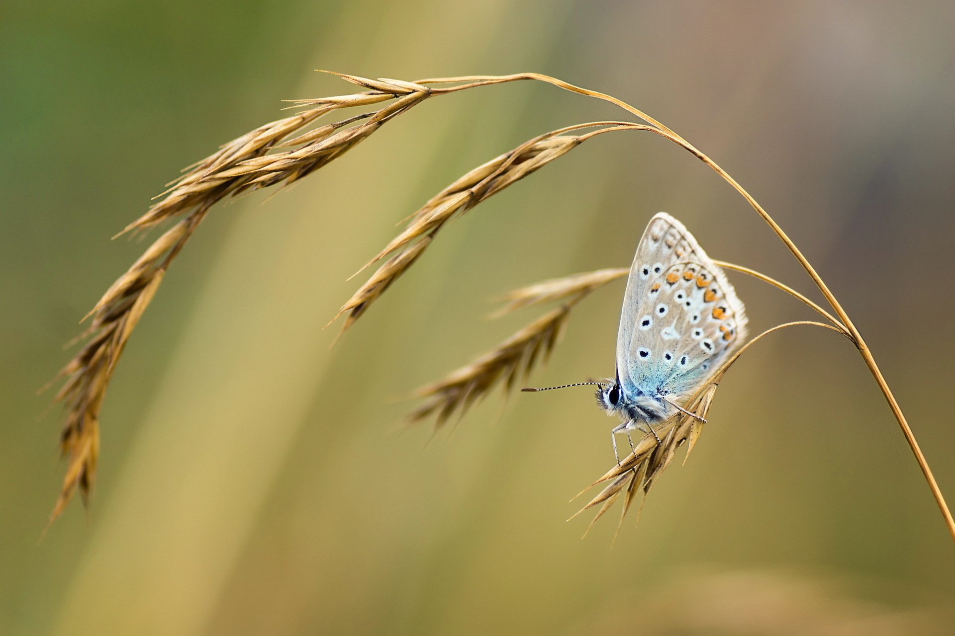 schmetterling gras makro natur sommer