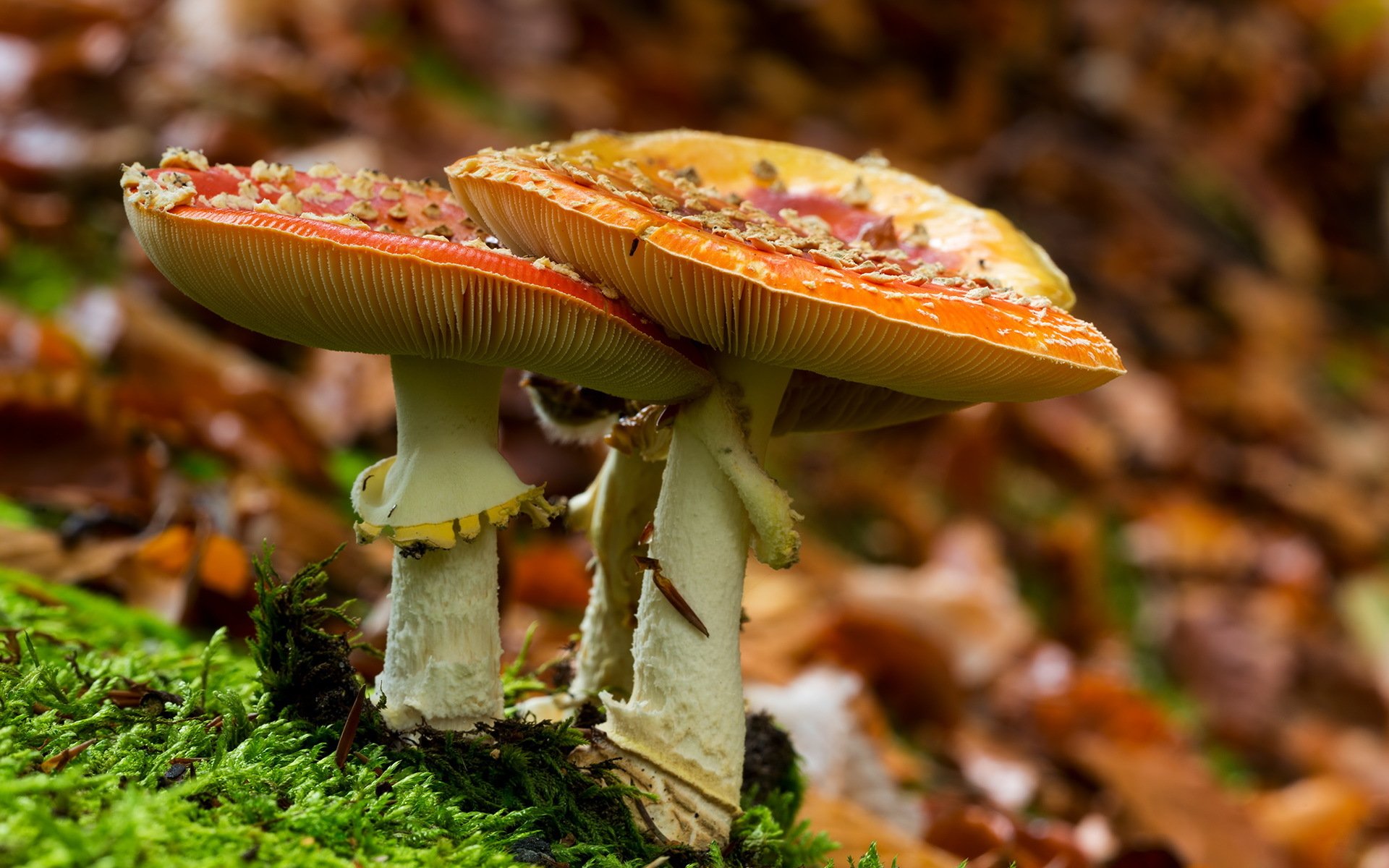 mushrooms nature forest