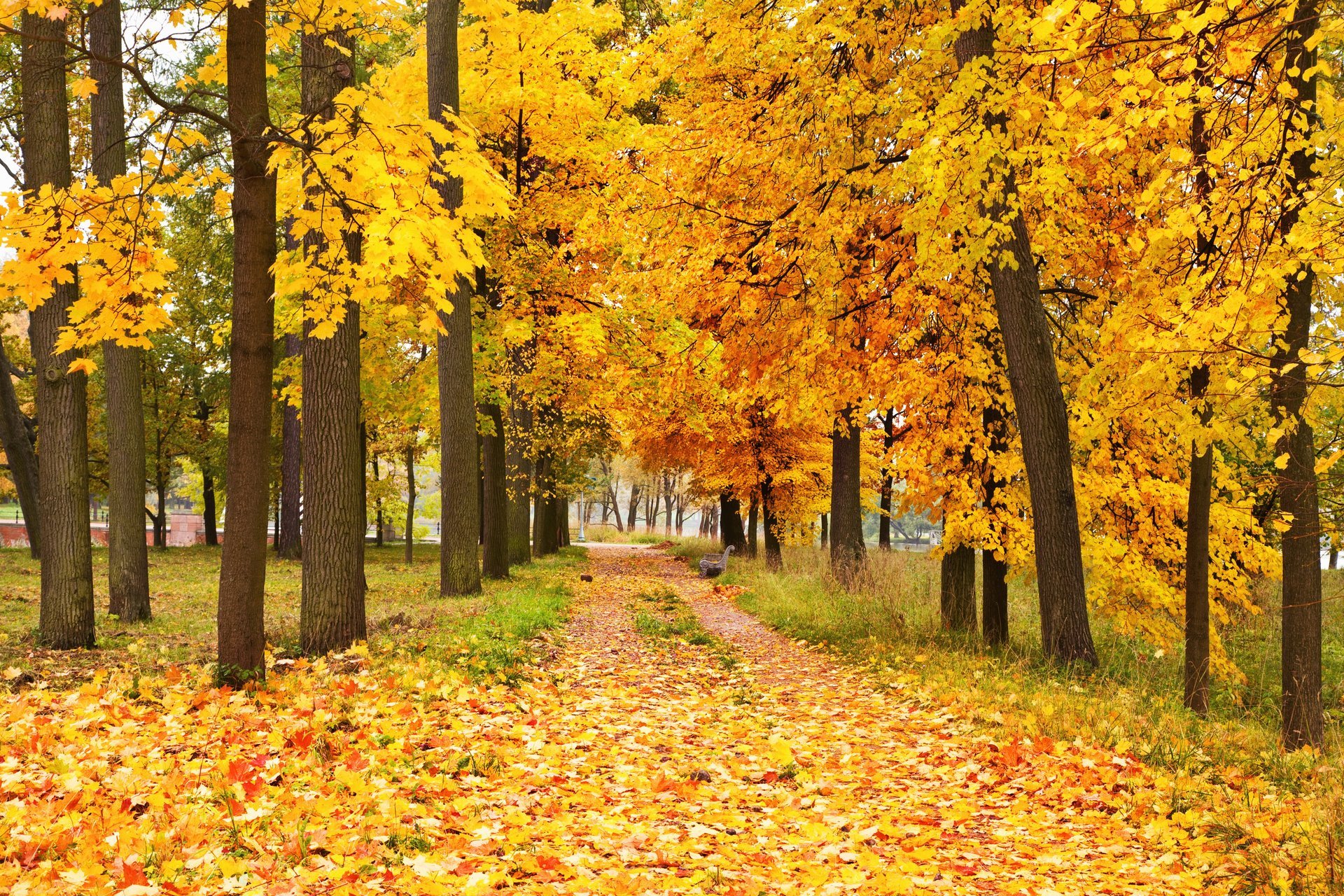 autumn leaves forest tree