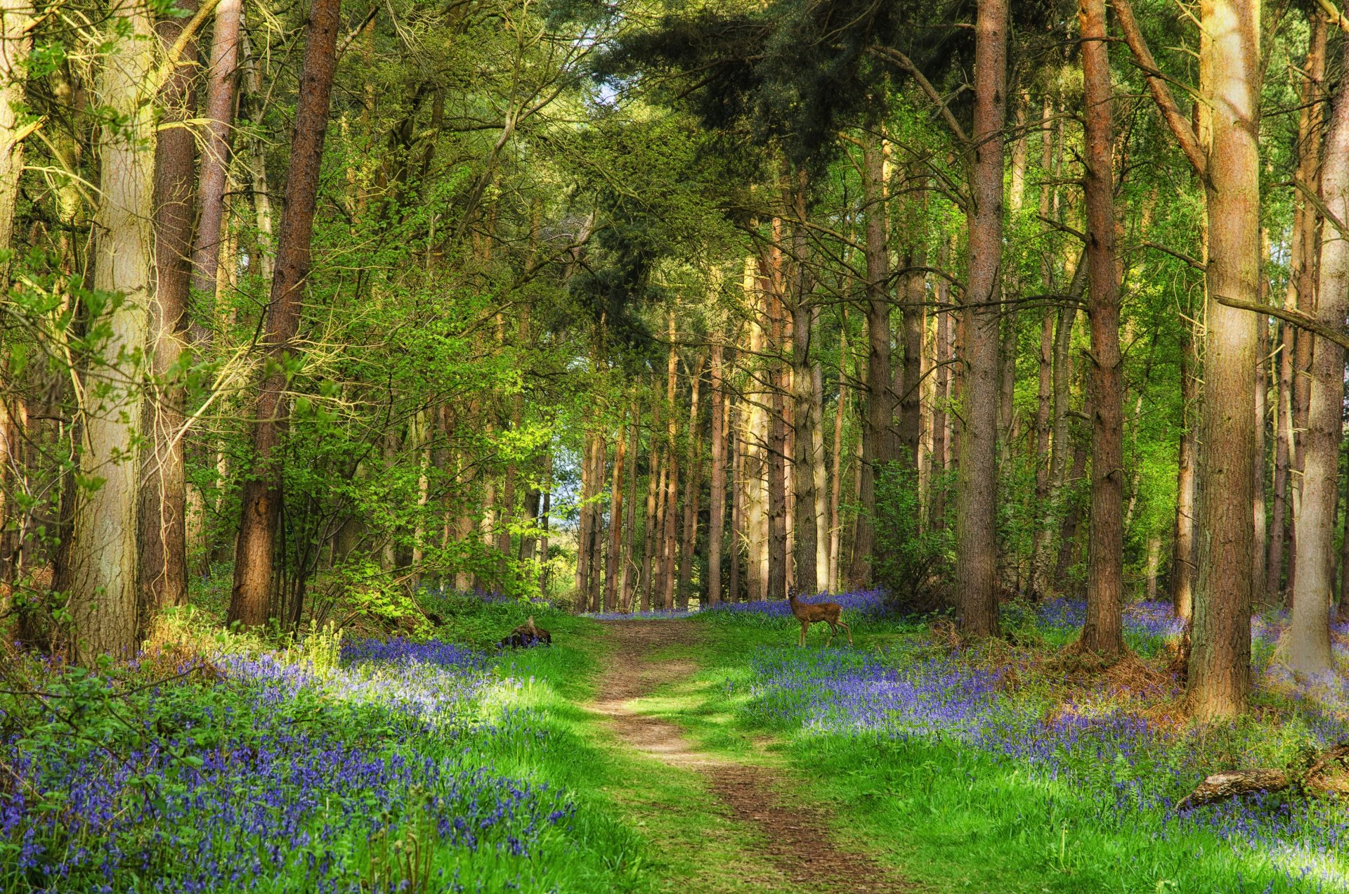 vert forêt arbres cerfs