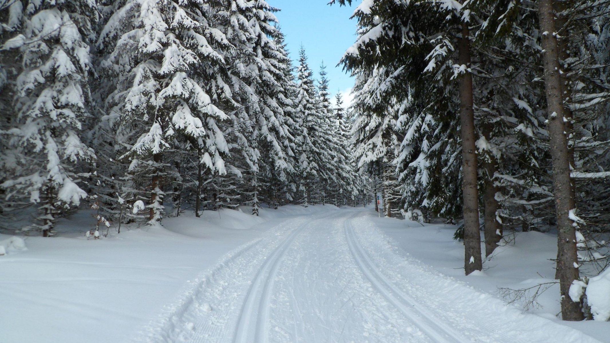 зима лес снег чехия богемия шумава narodni park šumava prášily