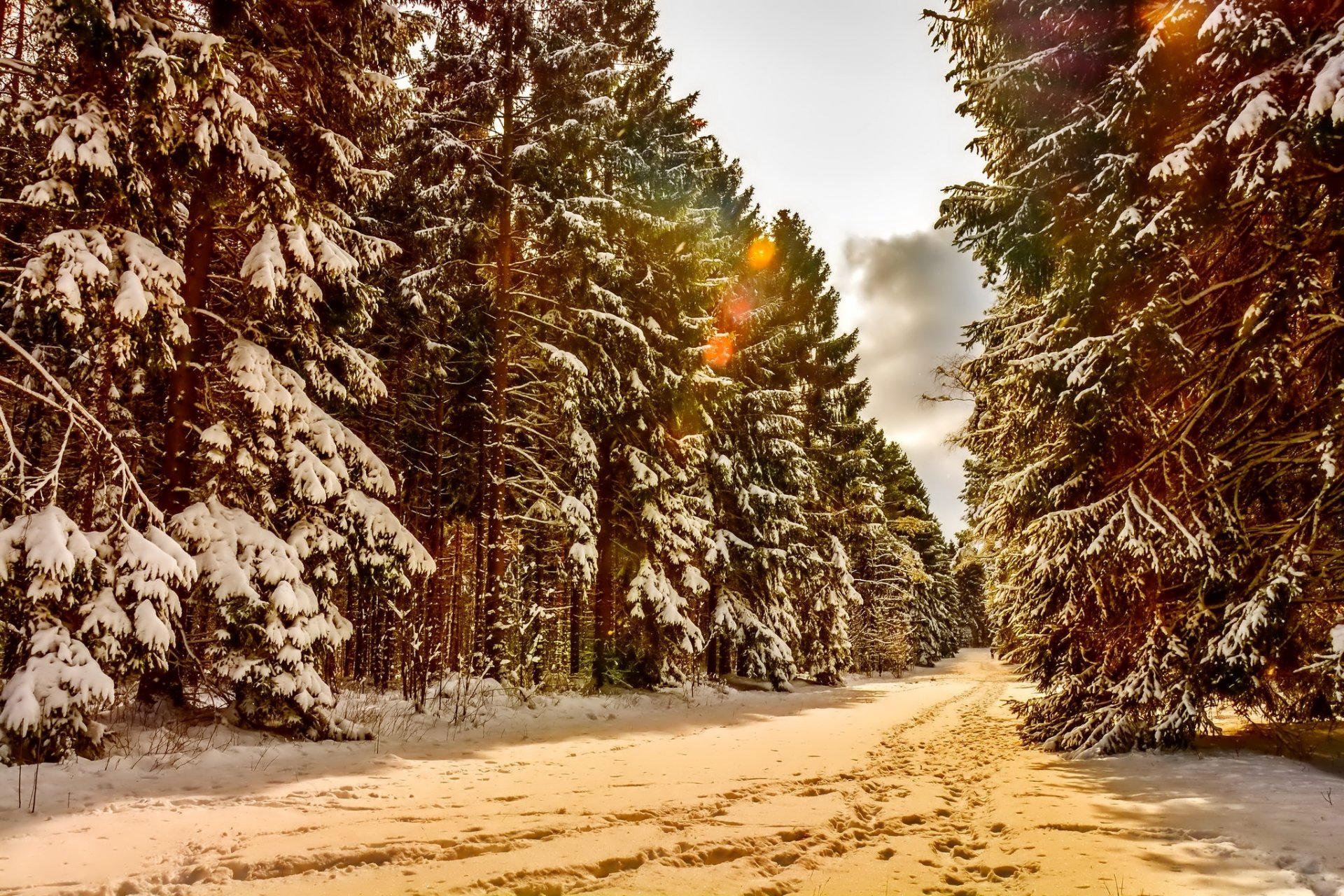 landschaft winter schnee bäume wald wege