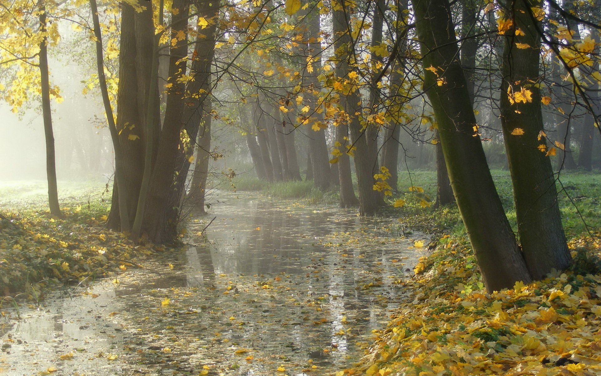 park jesień mgła liście natura