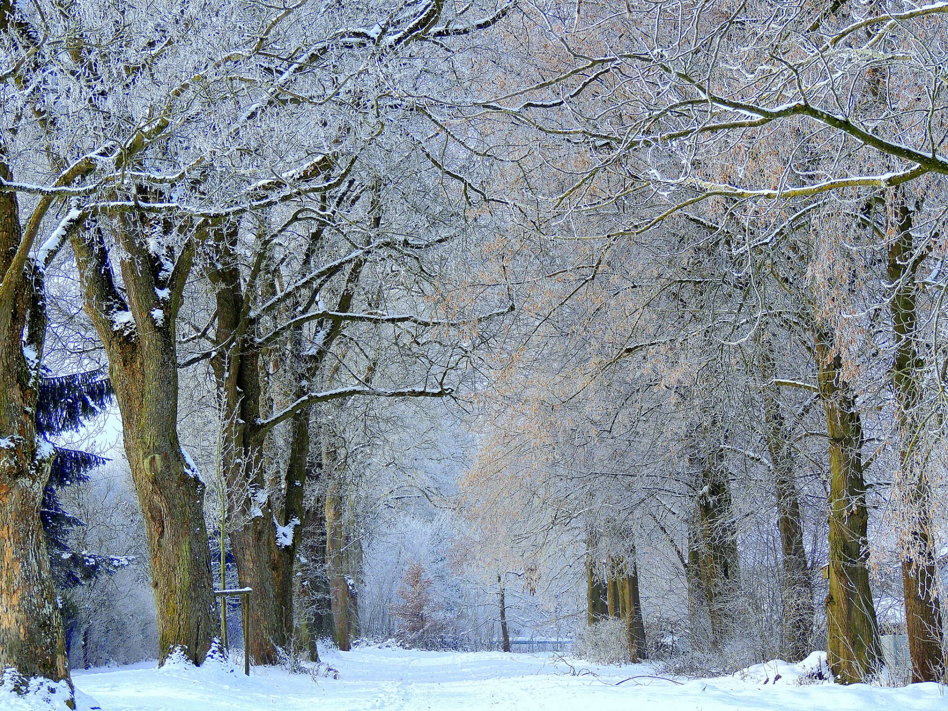 invierno nieve árboles escarcha callejón