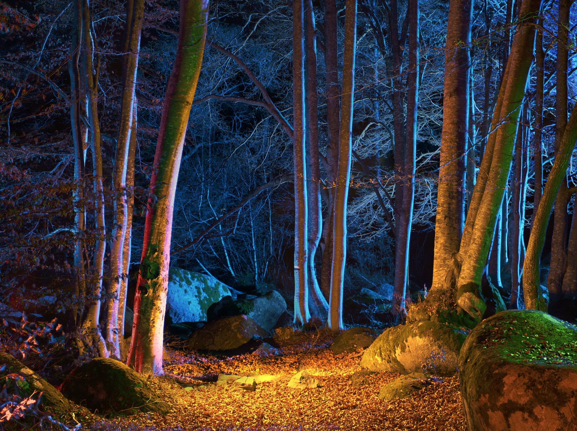 bosque otoño árboles noche hojas naturaleza foto