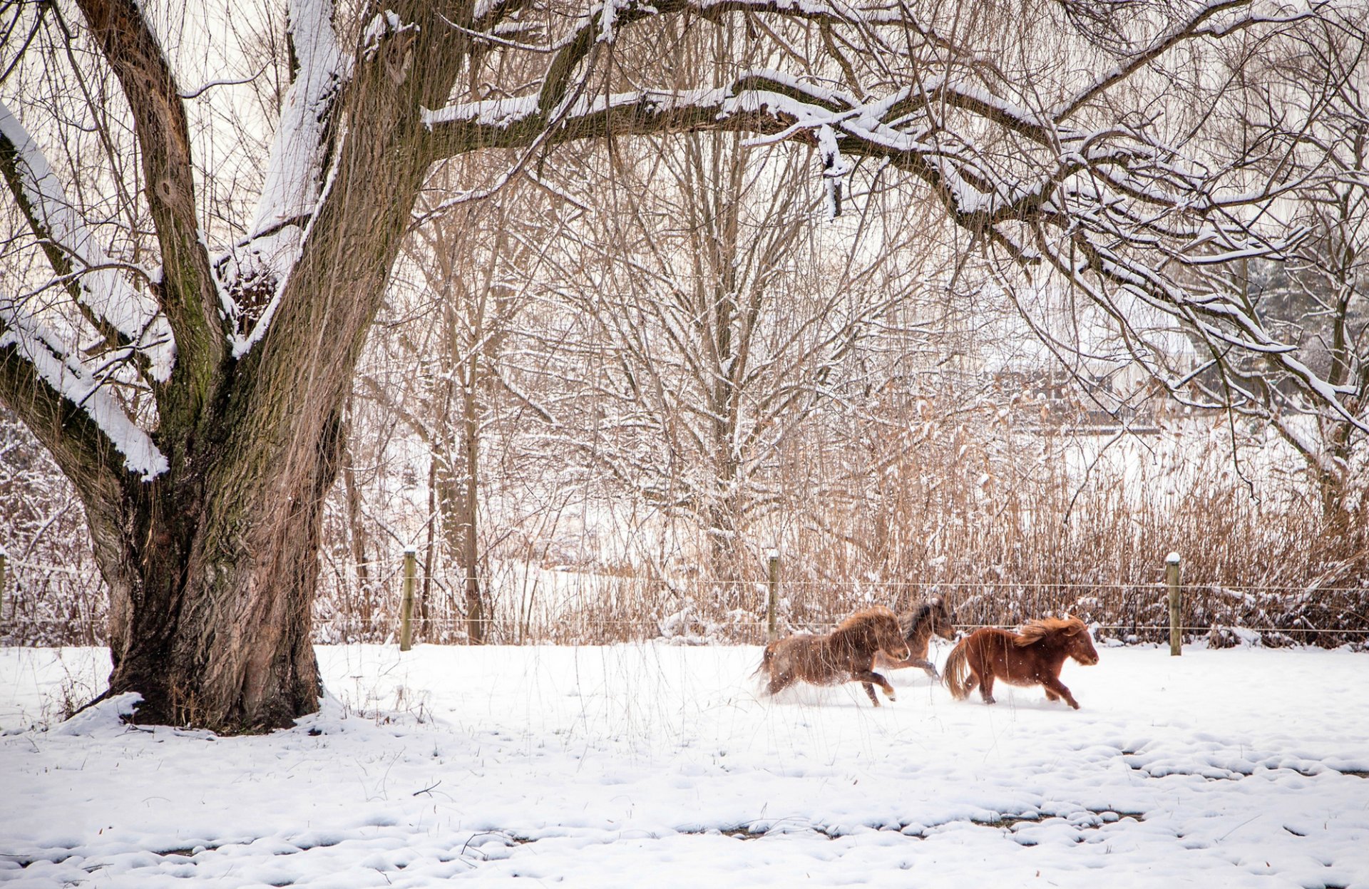 inverno natura alberi rami animali cavalli cavalli recinzione neve