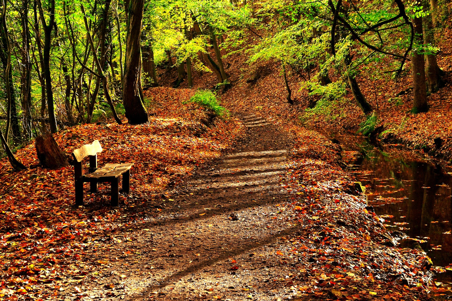 natur straße bäume herbst blätter wasser fluss